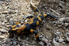 IMG_4093 - Kopie_A.jpg